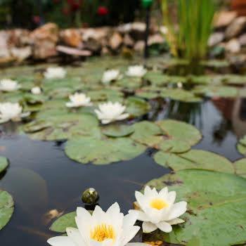 Garden Vendeghaz Bed & Breakfast *